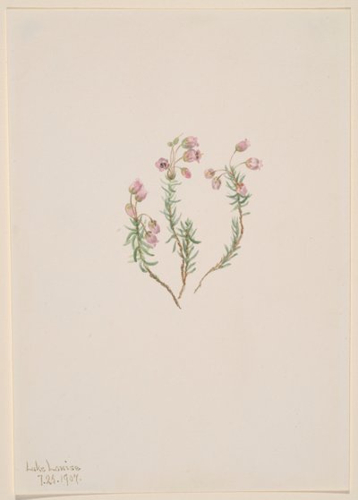 Ljung (Phyllodoce intermedia) av Mary Vaux Walcott