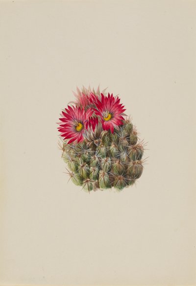 Igelkottskaktus Coryphantha arizonica, 1933. av Mary Vaux Walcott