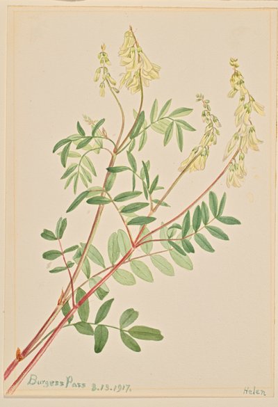 Hedysarum Hedysarum sulphurescens, 1917. av Mary Vaux Walcott