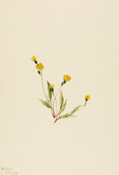 Heieracium gracile av Mary Vaux Walcott