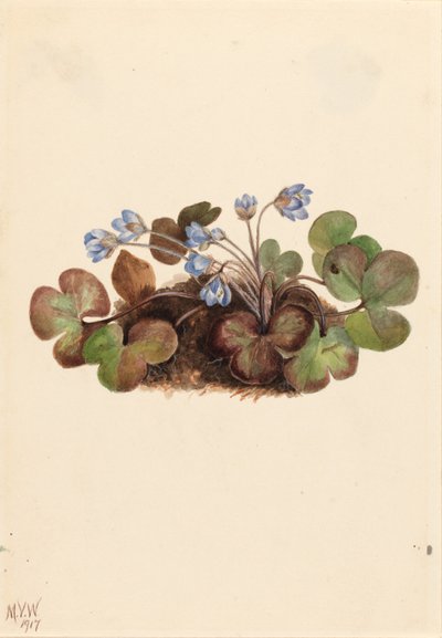 Hepatica (Hepatica americana) av Mary Vaux Walcott