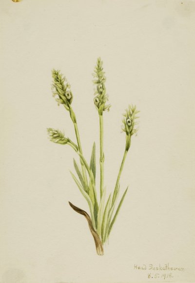 Kapuschongblommor (Ibidium strictum) av Mary Vaux Walcott