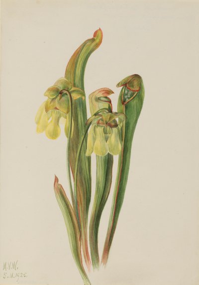 Krukväxt med huva (Sarracenia minor) av Mary Vaux Walcott