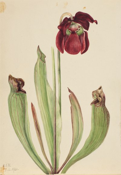 Hybrid pitcherplant Sarracenia rubra xs purpurea venosa, 1920. av Mary Vaux Walcott