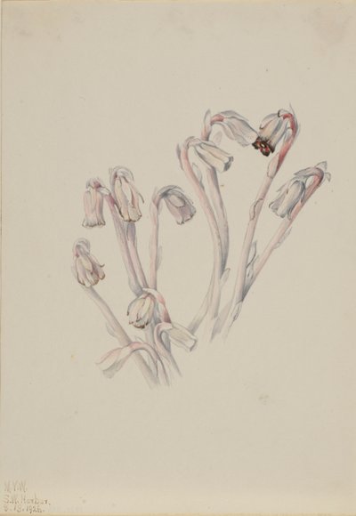 Indianpipa (Monotropa uniflora) av Mary Vaux Walcott