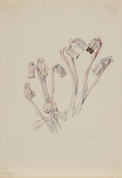 Indian Pipe Monotropa uniflora, 1926. av Mary Vaux Walcott