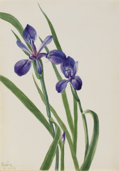 Iris Irisart, 1939. av Mary Vaux Walcott