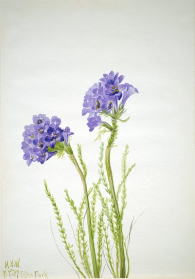 Jakobsstege (Polemonium viscosum) av Mary Vaux Walcott