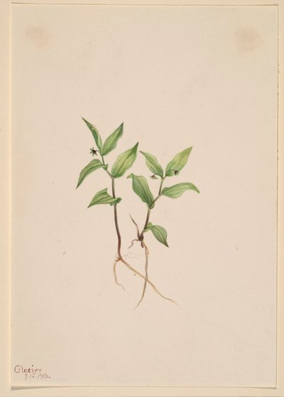 Kruhsea (Kruhsea streptopoides) av Mary Vaux Walcott