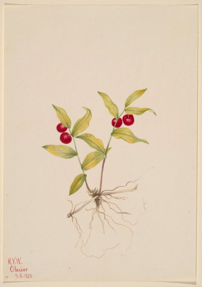 Kruhsea (Kruhsea streptopoides) av Mary Vaux Walcott