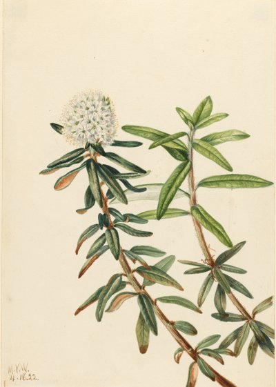 Labrador-te (Ledum groenlandicum) av Mary Vaux Walcott