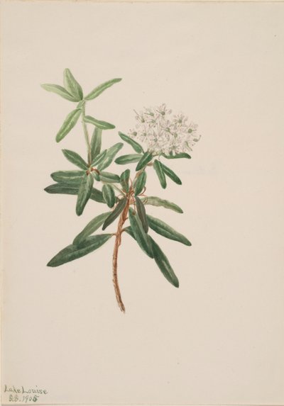 Labrador-te (Ledum groenlandicum) av Mary Vaux Walcott