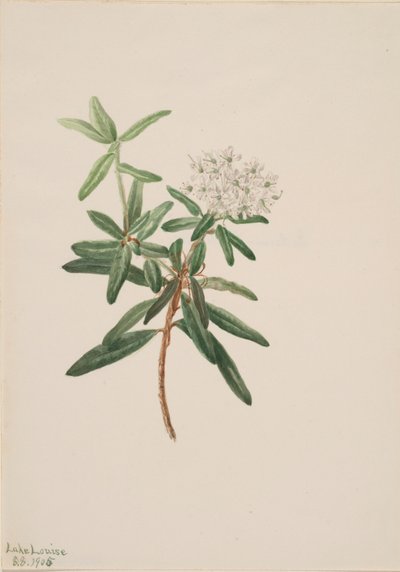 Labrador te Grönlandsis, 1905. av Mary Vaux Walcott