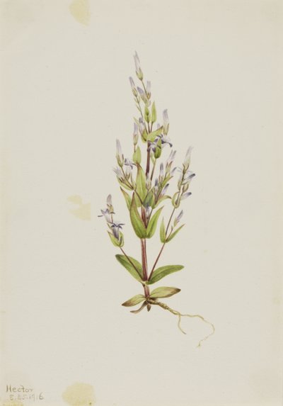Stege Gentian Gentiana acuta, 1916. av Mary Vaux Walcott