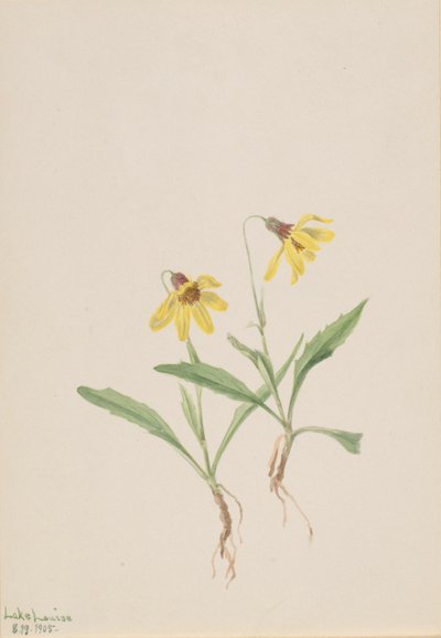 Lake Louise Arnica (Arnica louisiana) av Mary Vaux Walcott