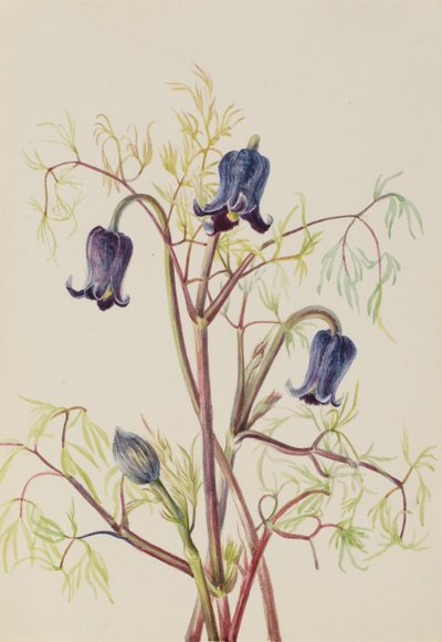 Läderblomma (Clematis hirsutissima) av Mary Vaux Walcott