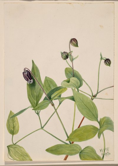 Läderblomma (Clematis viorna) av Mary Vaux Walcott