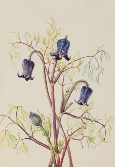 Läderblomma Clematis hirsutissima, ca. 1930-talet. av Mary Vaux Walcott