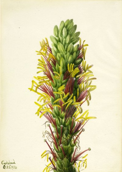 Lechuguilla (Agava lechuguilla) av Mary Vaux Walcott