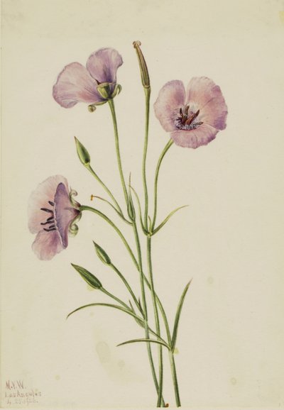 Syren Mariposa (Calochortus splendens) av Mary Vaux Walcott