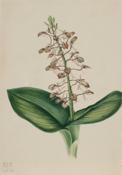 Liljeblad (Liparis liliifolia) av Mary Vaux Walcott