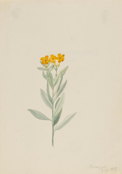 Lithospermum canescens av Mary Vaux Walcott