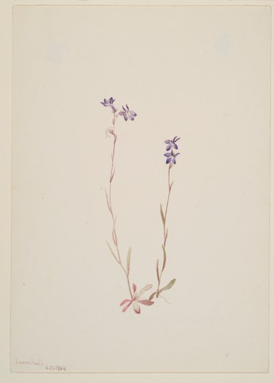 Lobelia Kalmii av Mary Vaux Walcott