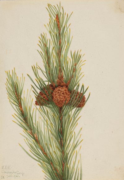 Lodrät tall (Pinus Contorta murrayana) av Mary Vaux Walcott