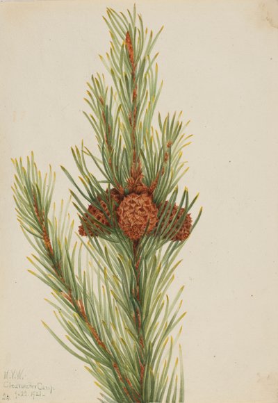 Lodgepole Pine Pinus Contorta murrayana, 1921. av Mary Vaux Walcott