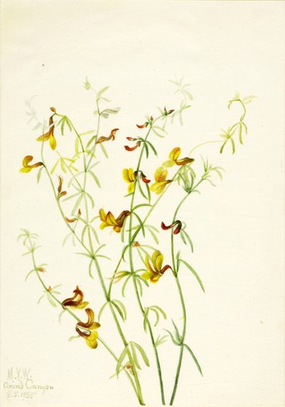 Lotus puberulus av Mary Vaux Walcott
