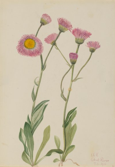 Ängsgröe (Erigeron speciosus) av Mary Vaux Walcott