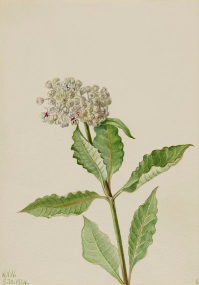Milkweed Asclepias, 1924. av Mary Vaux Walcott