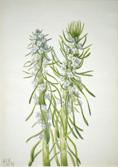 Gruvarbetarljus Oreocarya virgata, 1937. av Mary Vaux Walcott