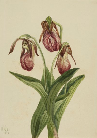 Mockasinblomma Cypripedium acaule, 1904. av Mary Vaux Walcott