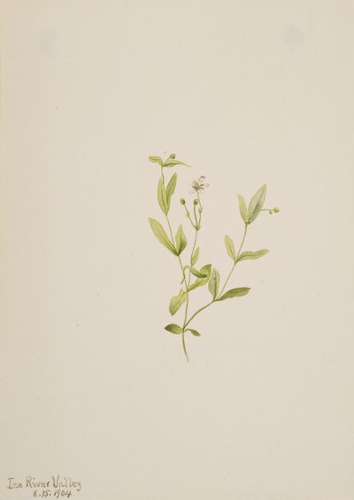 Moehringia laberiflora, 1904. av Mary Vaux Walcott