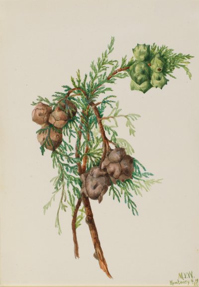 Montereycypress (Cupressus macrocarpa) av Mary Vaux Walcott