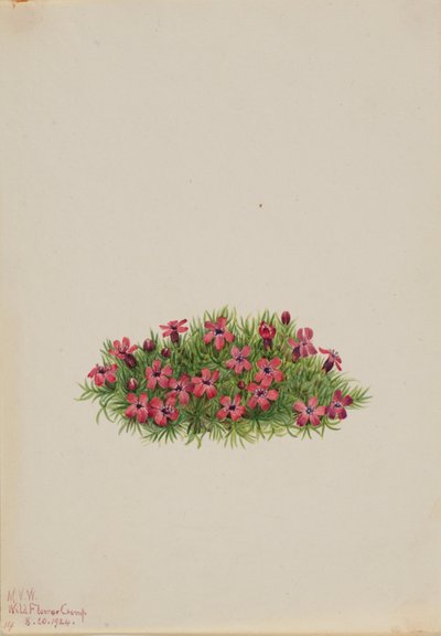 Mossnejlika (Silene acaulis) av Mary Vaux Walcott