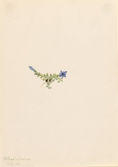 Mossgentiana (Gentiana prostrata) av Mary Vaux Walcott