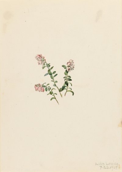 Fjälltranbär (Vaccinium vitisidaea minus) av Mary Vaux Walcott