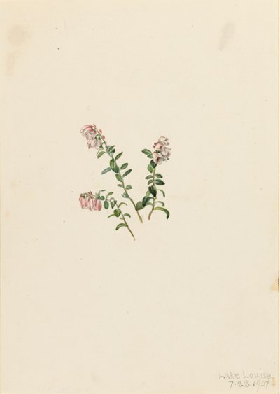 Mountain Cranberry Vaccinium vitisidaea minus, 1907. av Mary Vaux Walcott
