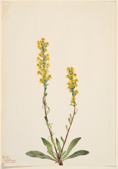 Bergsguldris (Solidago oreophila) av Mary Vaux Walcott