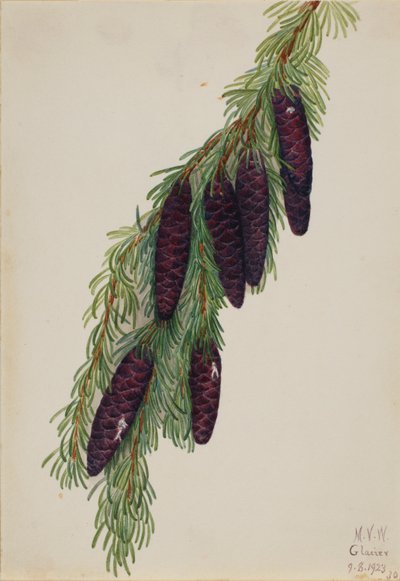 Bergshemlock (Tsuga mertensiana) av Mary Vaux Walcott