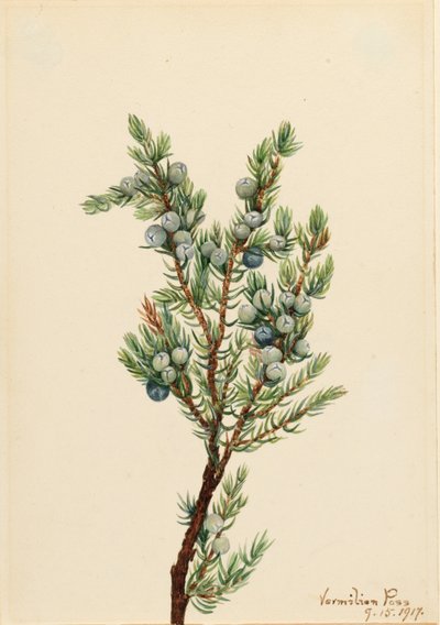 Enbär från bergsområden (Juniperus sibirica) av Mary Vaux Walcott