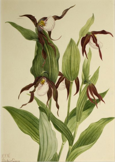 Bergsknipprot (Cypripedium montanum) av Mary Vaux Walcott