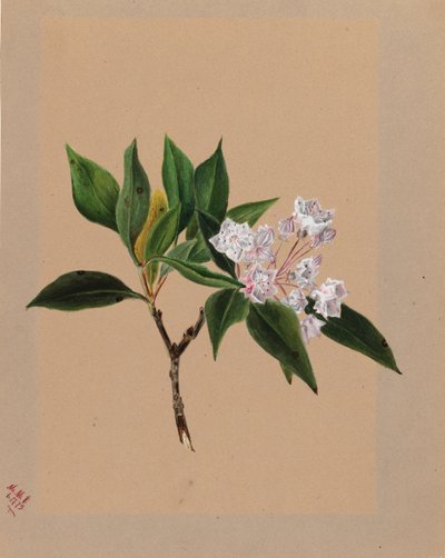 Berg Laurel Kalmia latifolia, 1879. av Mary Vaux Walcott