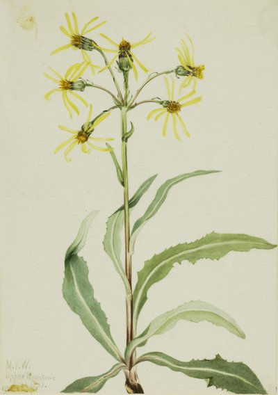 Sorglig jordmandel (Senecio lugens) av Mary Vaux Walcott