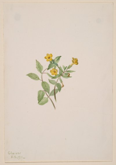 Myskblomma (Mimulus moschatus) av Mary Vaux Walcott