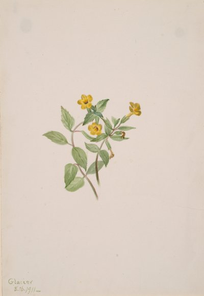 Mysk-blomma Mimulus moschatus, 1911. av Mary Vaux Walcott