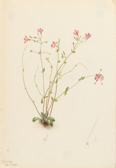 Naiad vårskönhet (Claytonia parvifolia) av Mary Vaux Walcott