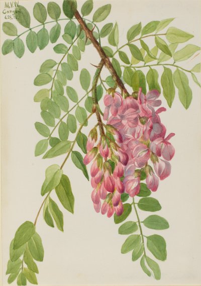 Ny mexikansk gräshoppa (Robinia neomexicana) av Mary Vaux Walcott